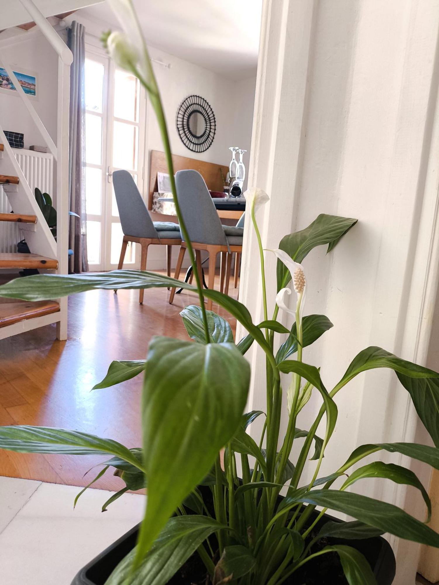 Kallisti Stone House Apartment Chania  Exterior photo